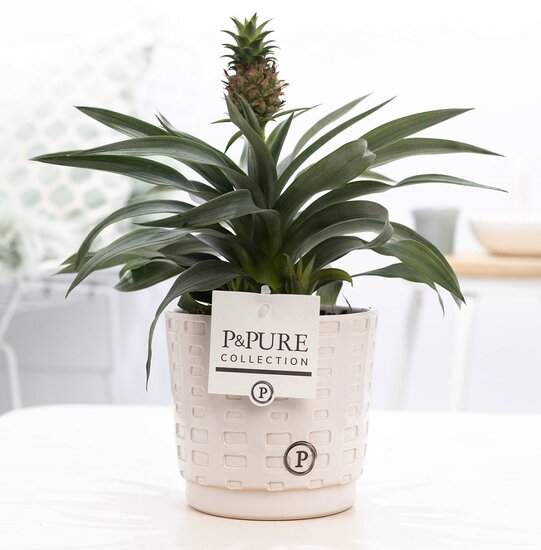 Ananasplant met P&PURE Collection bloempot Floor wit