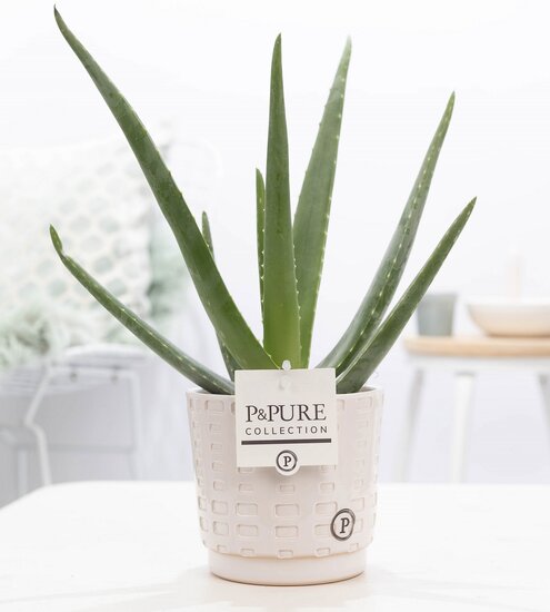 Aloe Vera met bloempot P&PURE Collection Floor wit
