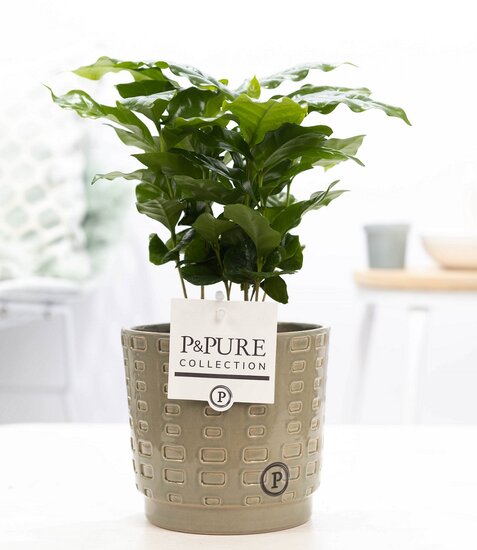 Coffea Arabica met P&PURE Collection bloempot Floor groen