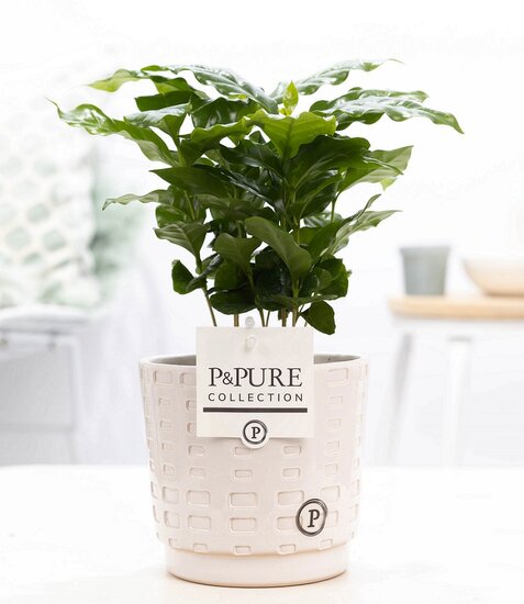 Coffea Arabica met P&PURE Collection bloempot Floor wit