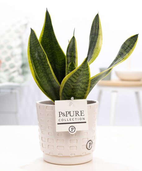 Sansevieria met P&PURE Collection bloempot Floor wit