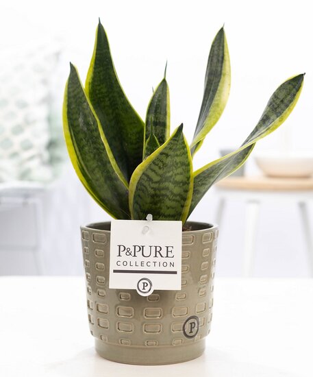 Sansevieria met P&PURE Collection bloempot Floor groen