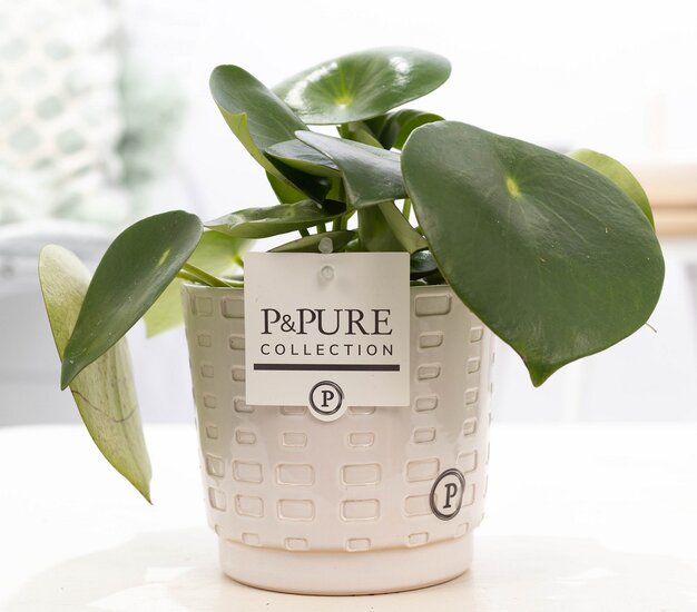 Peperomia Rain drop met P&PURE Colleciton bloempot Floor wit