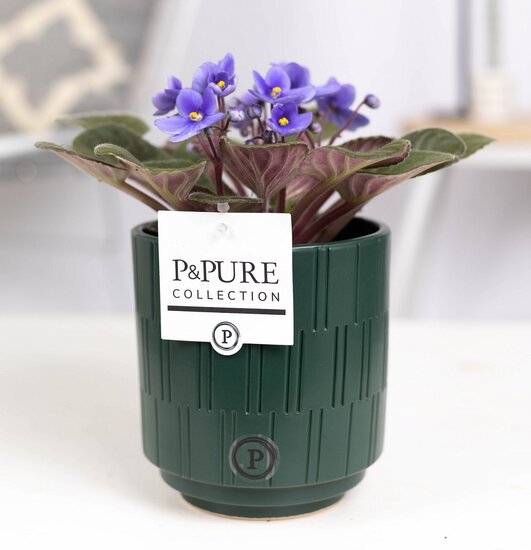 Saintpaulia lichtblauw met P&PURE Collection bloempot Tess groen