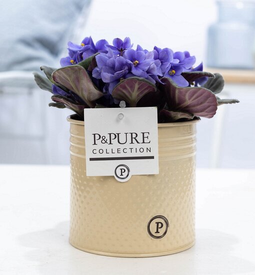 Saintpaulia lichtblauw met P&PURE Collection bloempot Louise zink creme