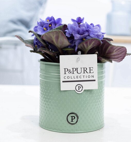 Saintpaulia lichtblauw met P&PURE Collection bloempot Louise zink groen
