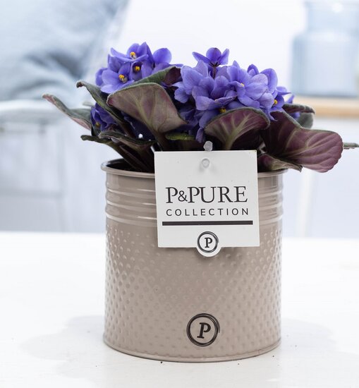Saintpaulia lichtblauw met P&PURE Collection bloempot Louise zink taupe