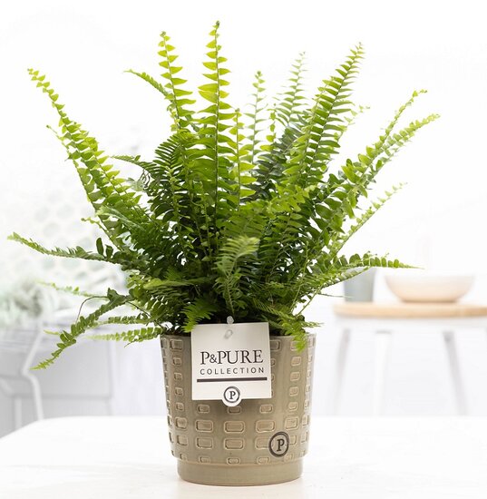 Krulvaren Nephrolepis green lady met P&PURE Collection bloempot Floor groen