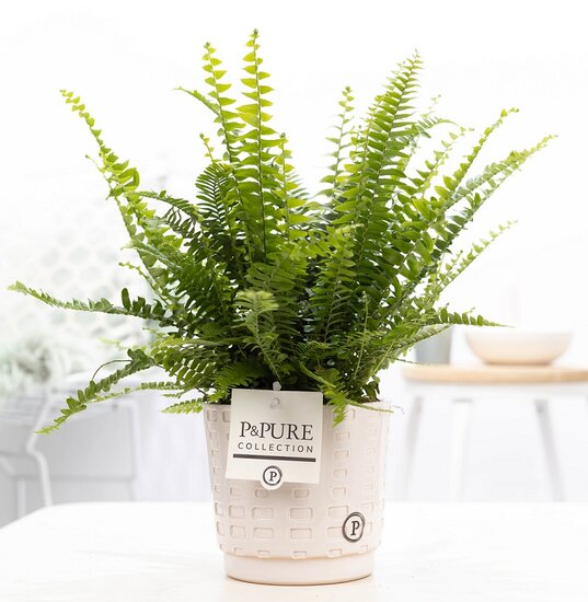 Krulvaren Nephrolepis green lady met P&PURE Collection bloempot Floor wit