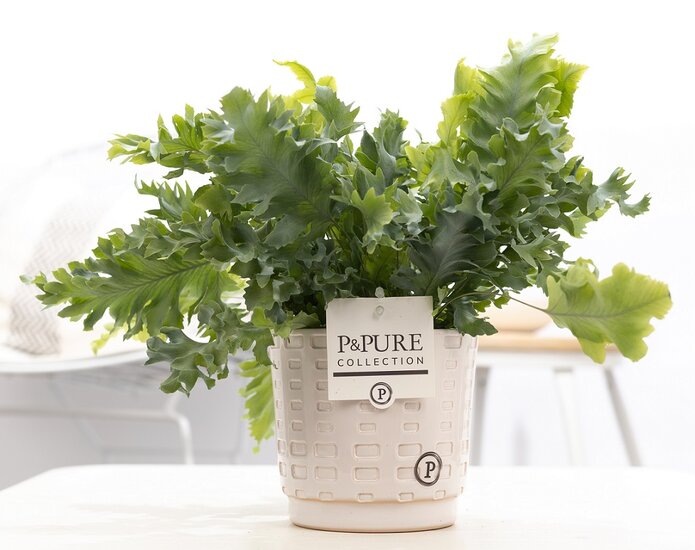 Phlebodium davana met P&PURE Collection bloempot Floor wit