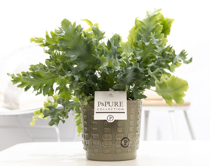 Phlebodium davana met P&PURE Collection bloempot Floor groen