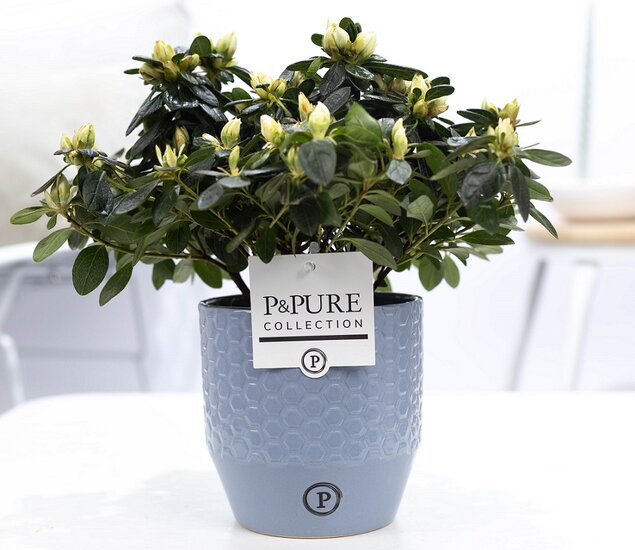 Azalea wit in P&PURE Collection bloempot Eline grijs