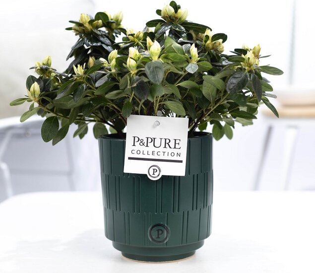 Azalea wit in P&PURE Collection bloempot Tess groen