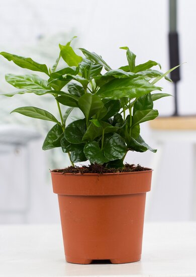 Coffea arabica