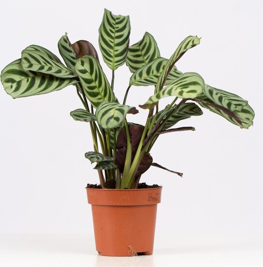 Ctenanthe Burle Marxii