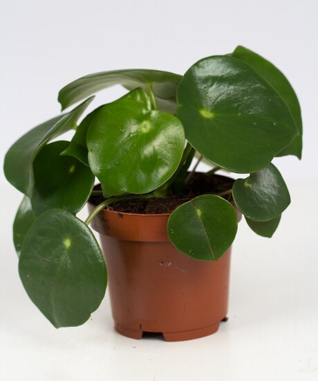 Peperomia Raindrop