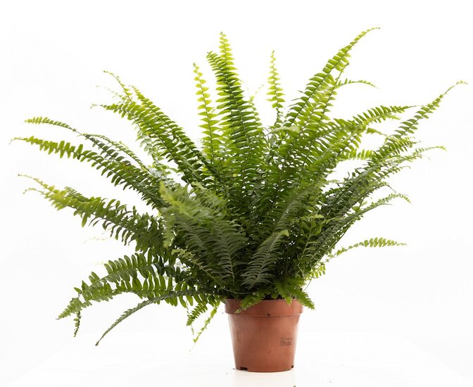 Krulvaren Nephrolepis Green Lady