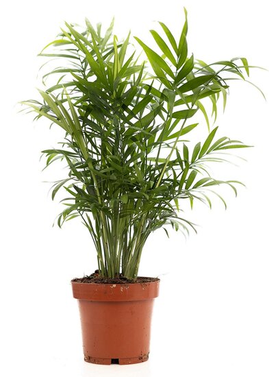 Chamaedorea Elegans