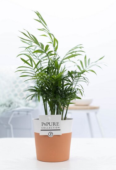 Chamaedorea elegans in pot Terra Cotta wit