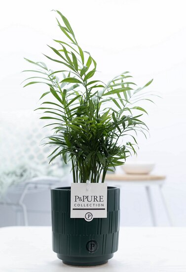 Chamaedorea elegans in pot Tess groen