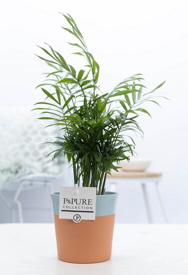 Chamaedorea elegans in pot Terra Cotta blauw