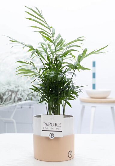 Chamaedorea elegans in pot Rosy