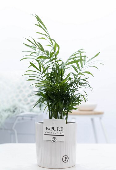 Chamaedorea elegans in pot Sophie wit