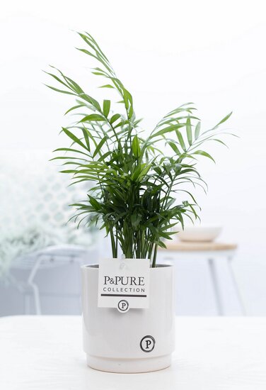 Chamaedorea elegans met P&PURE Collection bloempot Juliette wit