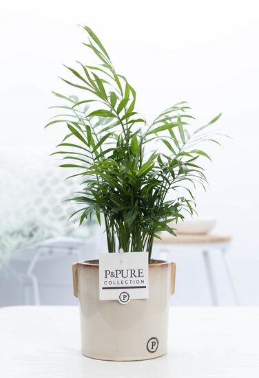 Chamaedorea elegans met P&PURE Collection bloempot Lauren