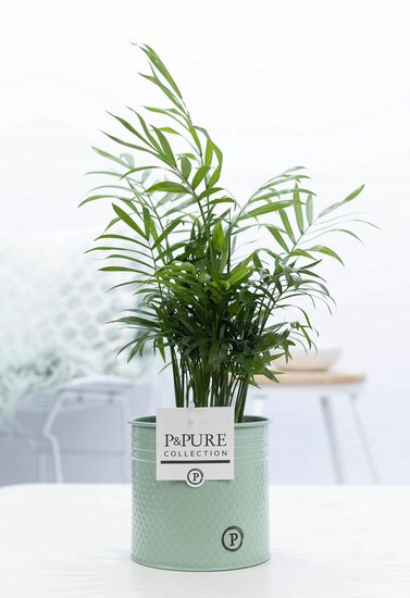 Chamaedorea elegans met P&PURE Collection bloempot Louise zink groen