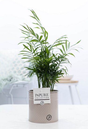 Chamaedorea elegans met P&PURE Collection bloempot Louise zink taupe