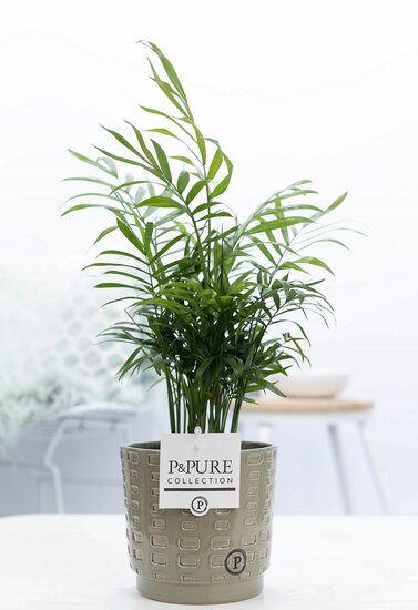 Chamaedorea elegans met P&PURE Collection bloempot Floor groen