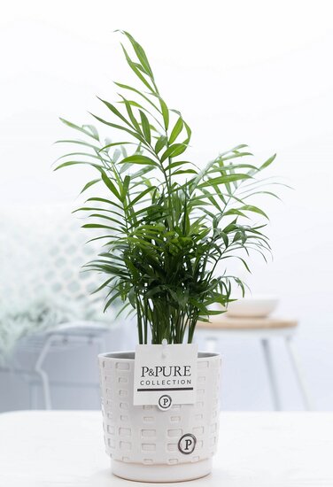 Chamaedorea elegans met P&PURE Collection bloempot Floor wit