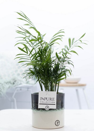 Chamaedorea elegans met P&PURE Collection bloempot Illusion