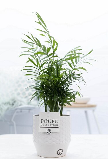 Chamaedorea elegans met P&PURE Collection bloempot Eline wit