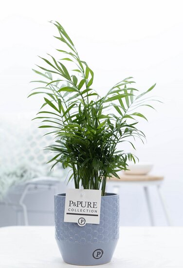 Chamaedorea elegans met P&PURE Collection bloempot Eline grijs