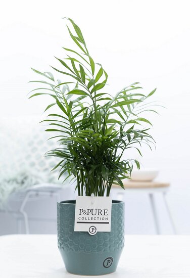 Chamaedorea elegans met P&PURE Collection bloempot Eline groen