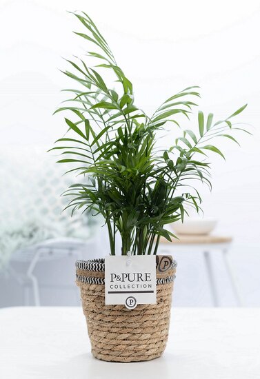Chamaedorea elegans met P&PURE Collection bloempot Basket mand