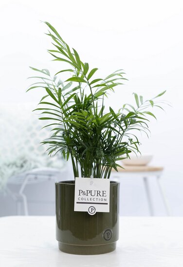 Chamaedorea elegans met P&PURE Collection bloempot Juliette groen