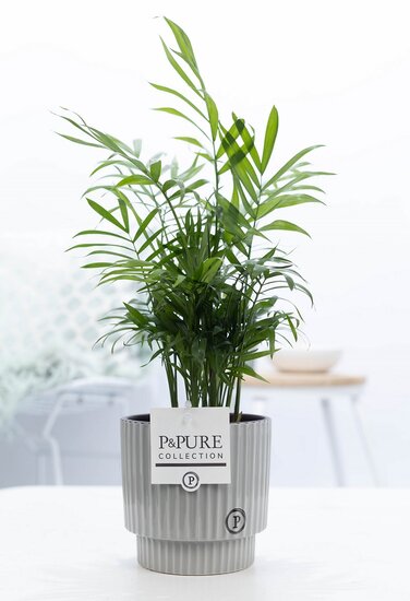 Chamaedorea elegans met P&PURE Collection bloempot Ivy grijs/groen