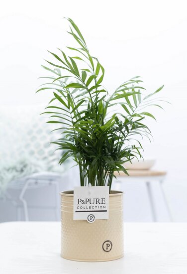 Chamaedorea elegans met P&PURE Collection bloempot Louise zink creme