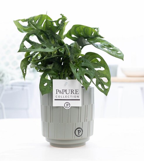 Monstera obliqua met P&PURE Collection bloempot Tess grijs