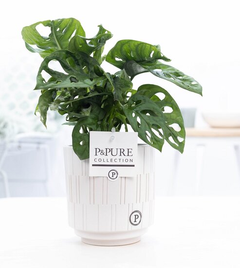 Monstera obliqua met P&PURE Collection bloempot Tess wit
