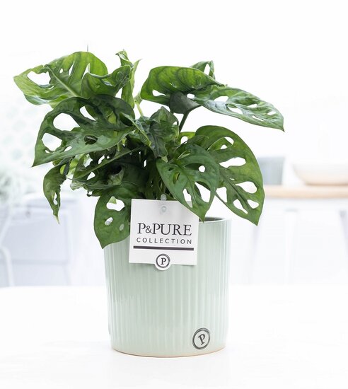 Monstera obliqua met P&PURE Collection bloempot Sophie groen