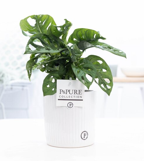 Monstera obliqua met P&PURE Collection bloempot Sophie wit