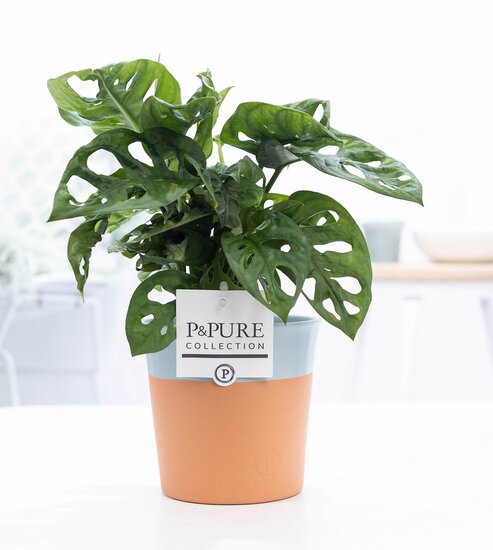 Monstera obliqua met P&PURE Collection bloempot Terra Cotta blauw
