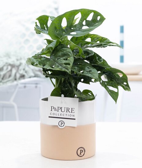 Monstera obliqua met P&PURE Collection bloempot Rosy