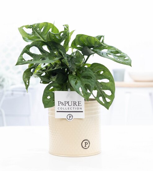 Monstera obliqua met P&PURE Collection bloempot Louise zink creme