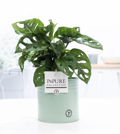 Monstera obliqua met P&PURE Collection bloempot Louise zink groen