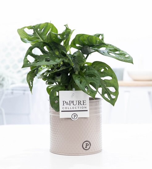 Monstera obliqua met P&PURE Collection bloempot Louise zink taupe